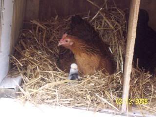 chick5.jpg