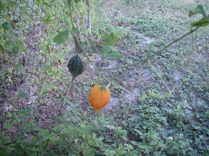 PA210047.jpg