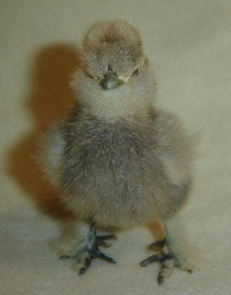 chick1.jpg