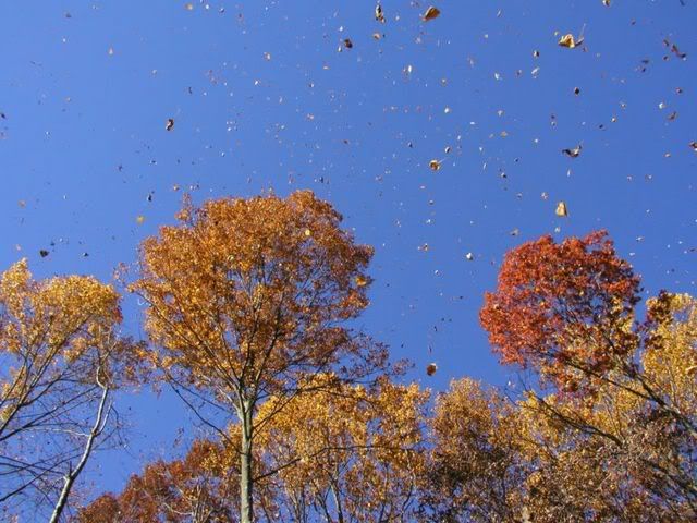 FallingLeaves.jpg