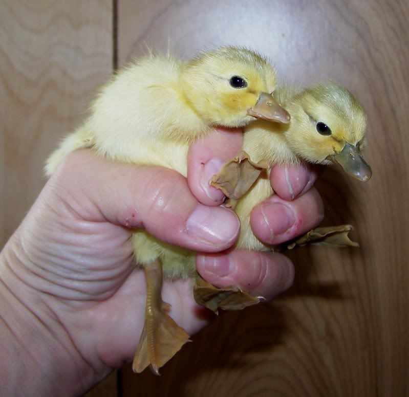 callbabies2.jpg