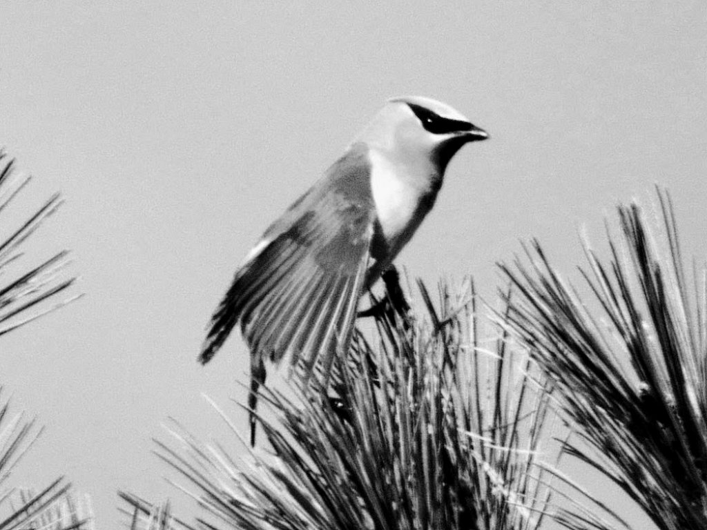 waxwing2,large.1568655678.JPG