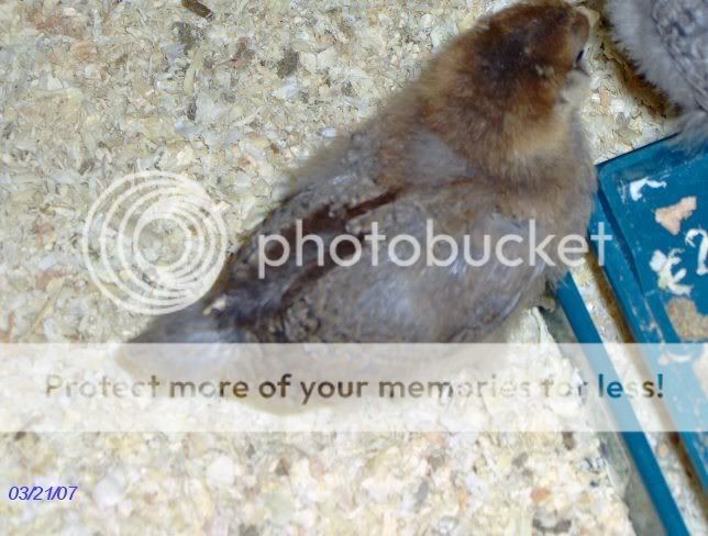chicks2weeksold016.jpg