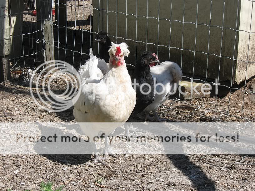 july2010pullets012.jpg