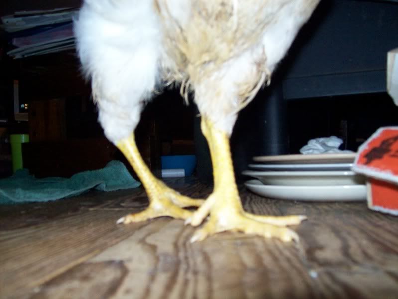 chickenleg004.jpg