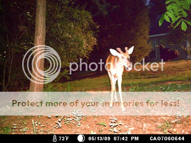 Deer05-14-09217.jpg