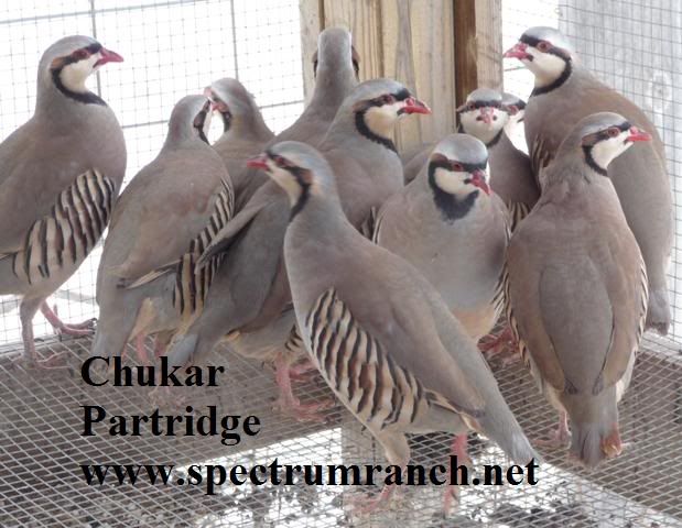 chukargroupsr.jpg