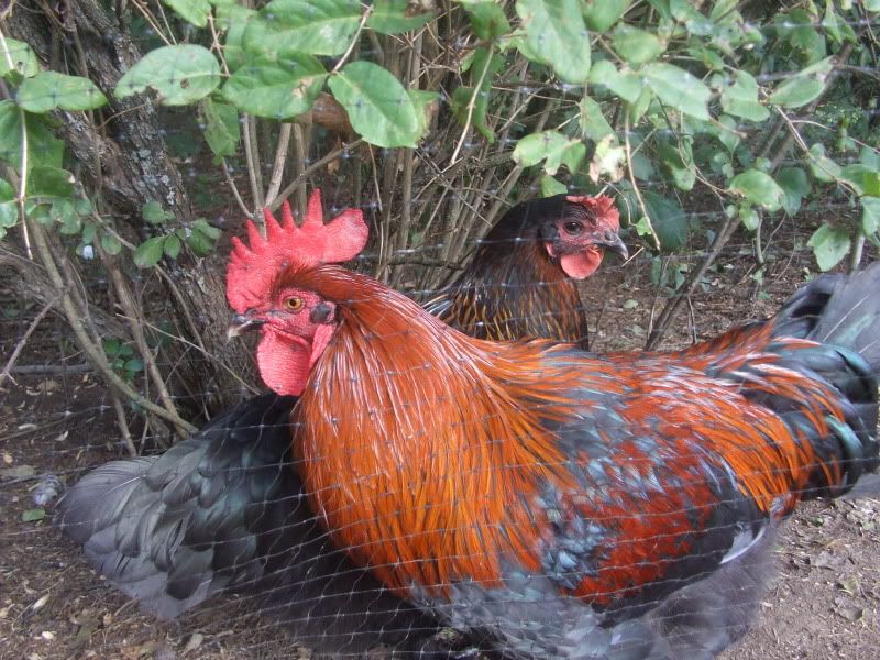 DSCF1658.jpg
