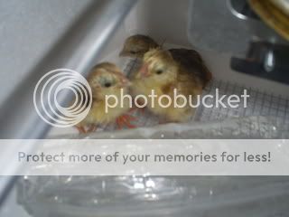 babies009.jpg