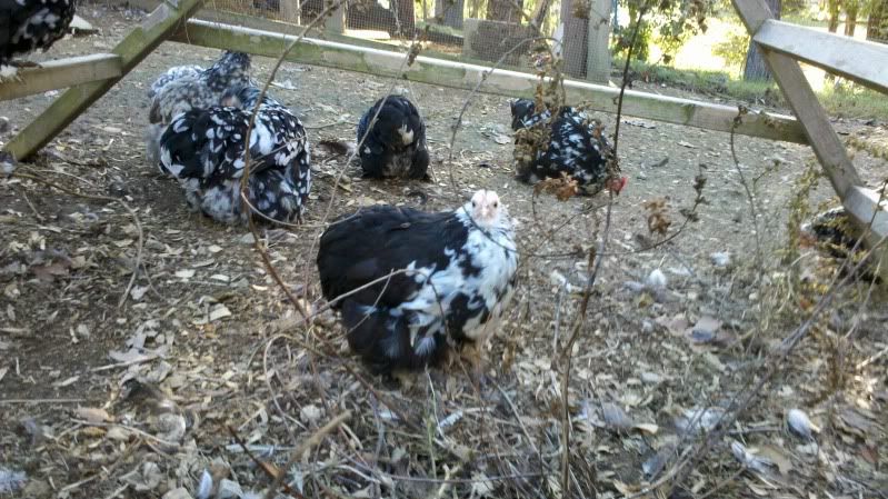2011-11-02_16-58-27_72.jpg