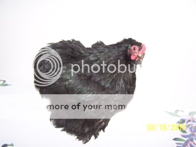 100_7409.jpg