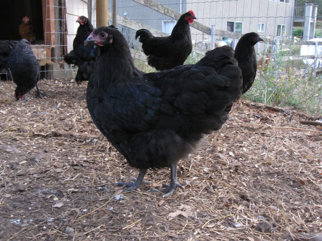 chickens014.jpg