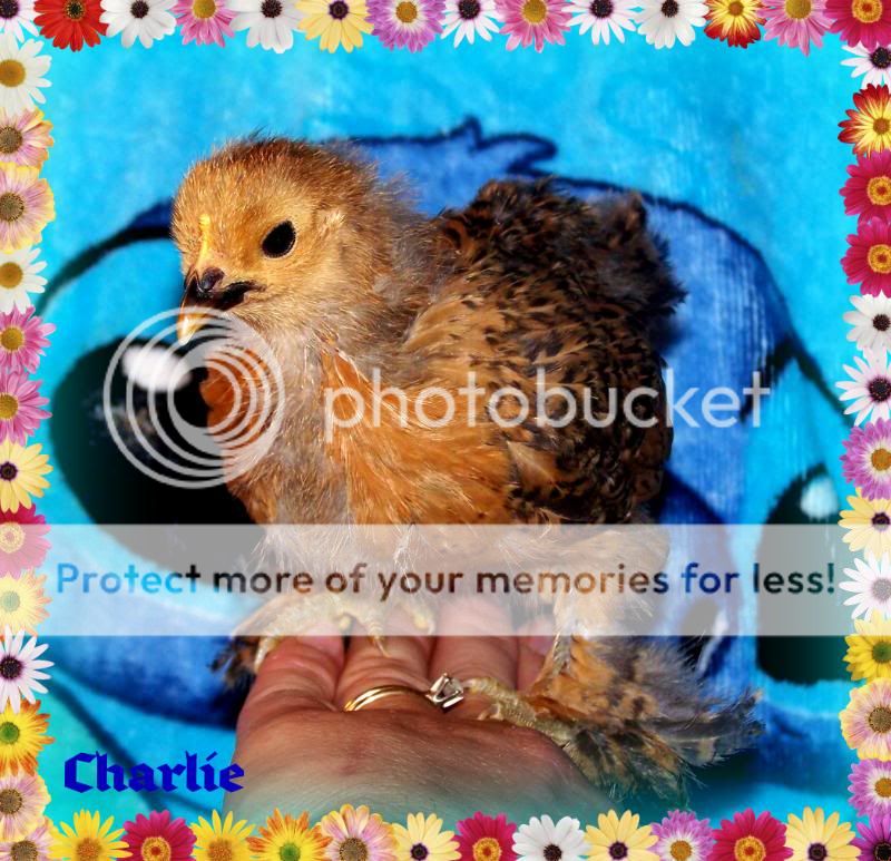 charlie03.jpg