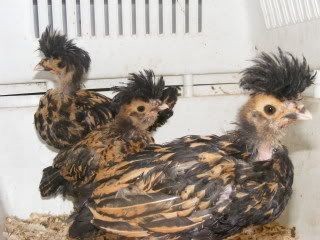 summer10090.jpg