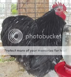 EasterBDChicks096.jpg