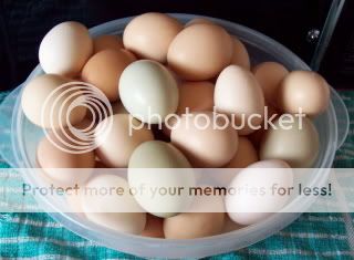 Todayseggs.jpg