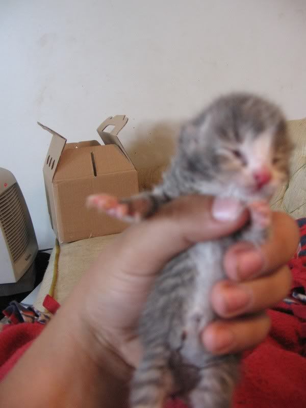 kitten002.jpg