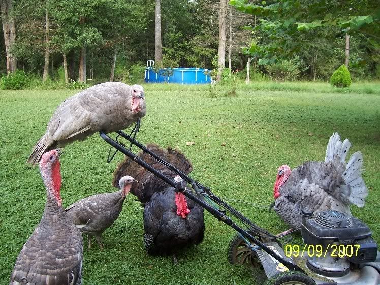 birdbrains.jpg