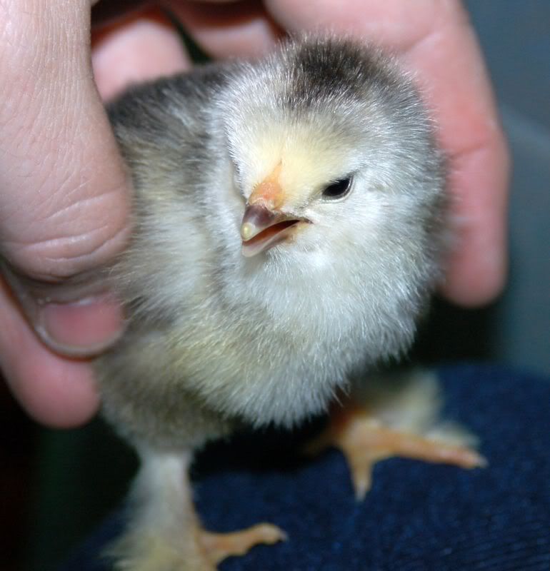 3-8-10chicksx16.jpg