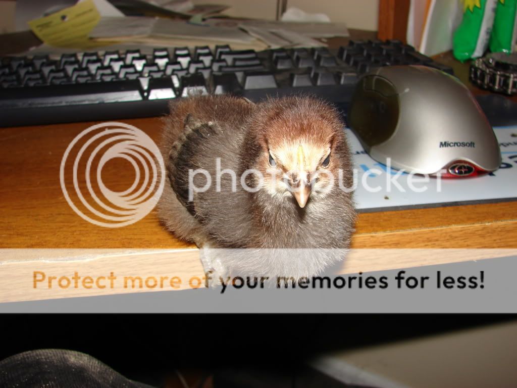DSC03541.jpg