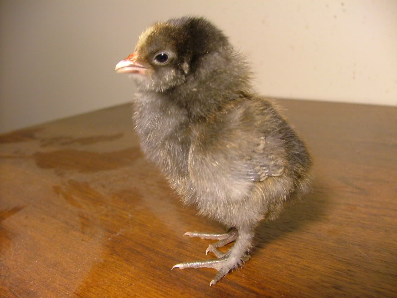DSCF4364.jpg