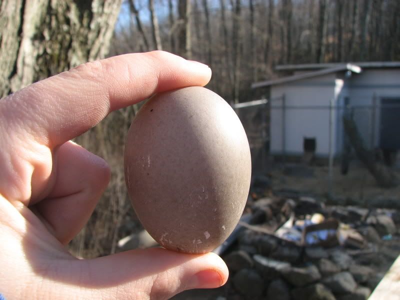 cayugaduckegg004.jpg