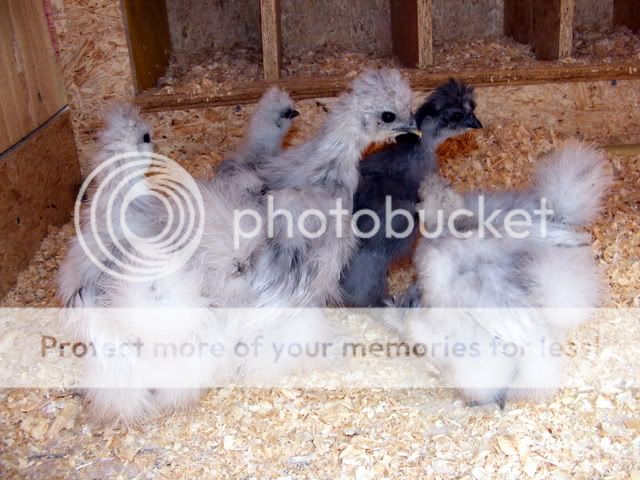 chicks007.jpg