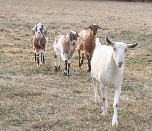 jangoats.jpg