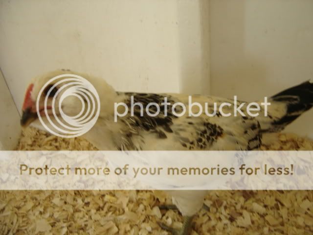 chickseat014.jpg