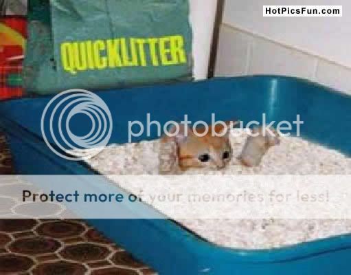 litter.jpg