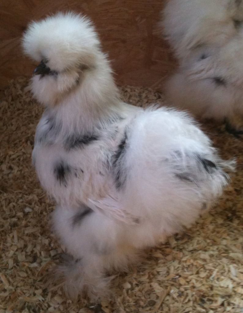 silkie4.jpg
