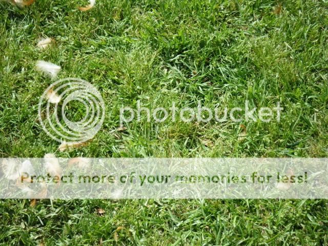 birds018.jpg