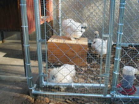 chickbarn4.jpg