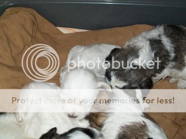 Pups1.jpg