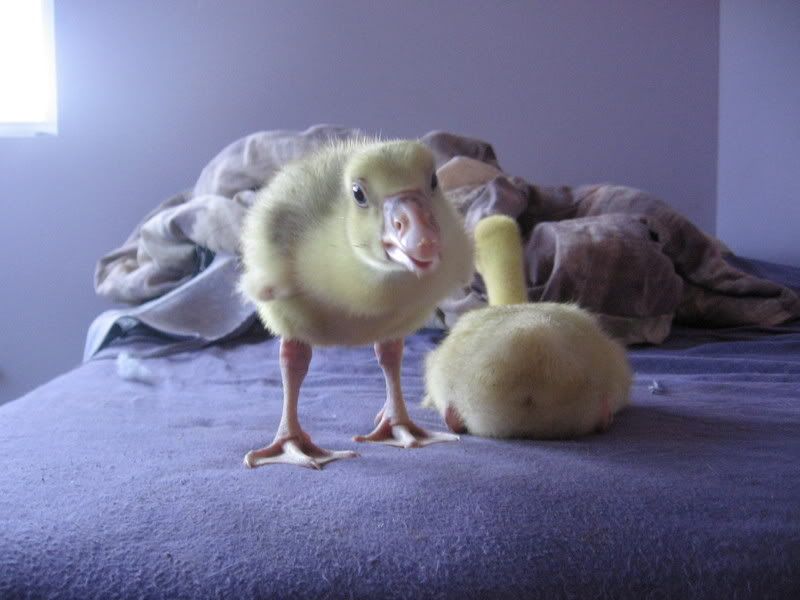 NEWCHICKENS018.jpg