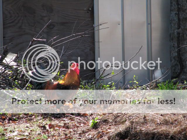 IMG_0082.jpg