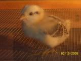 chicks003.jpg