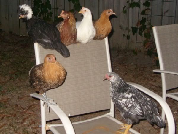 Chickens025.jpg