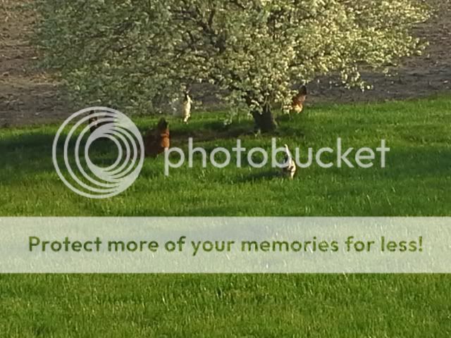 20130501_185952_zpscd59ada3.jpg