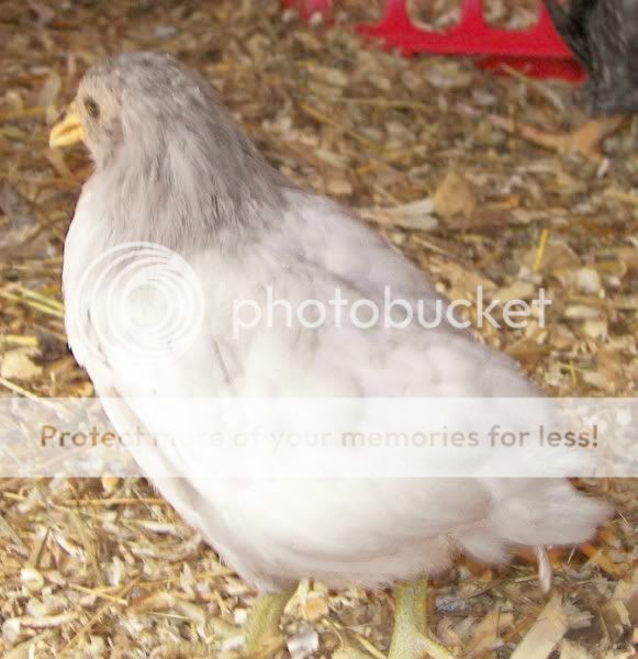 100_9963.jpg