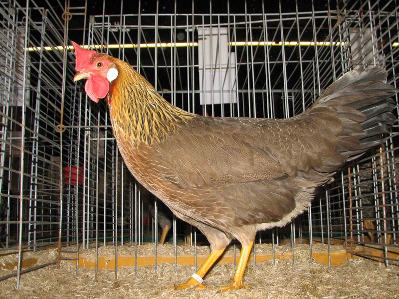 Leghorn_Patrijs_Hen.jpg