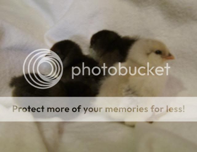 babychicks003-1.jpg