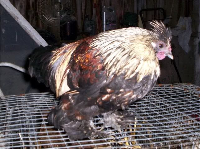 Chick12-Pheonix4mthsold.jpg
