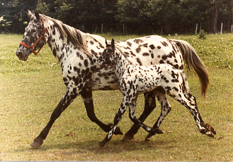 appaloosa.gif