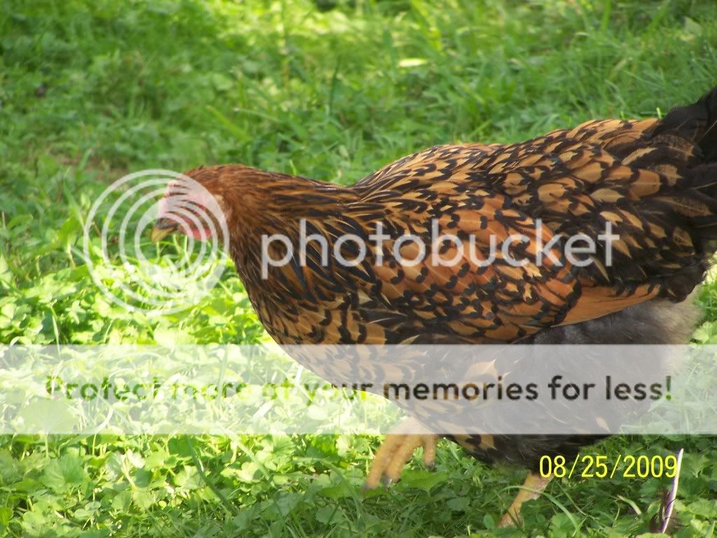 100_6586.jpg