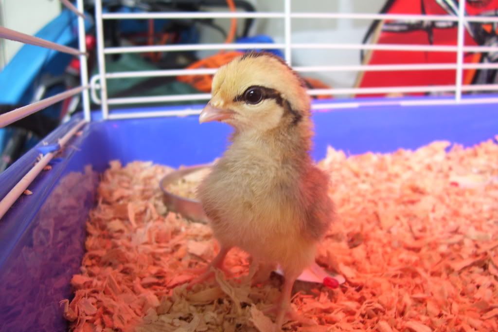 chik1.jpg