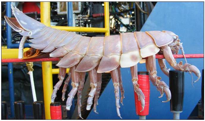 isopod.jpg