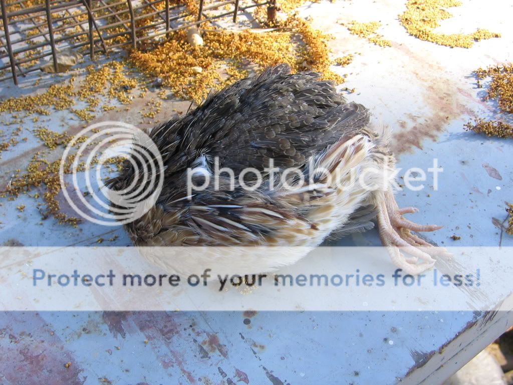 SleepyQuail.jpg