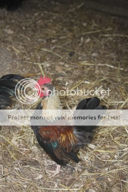 poultrysept09029.jpg