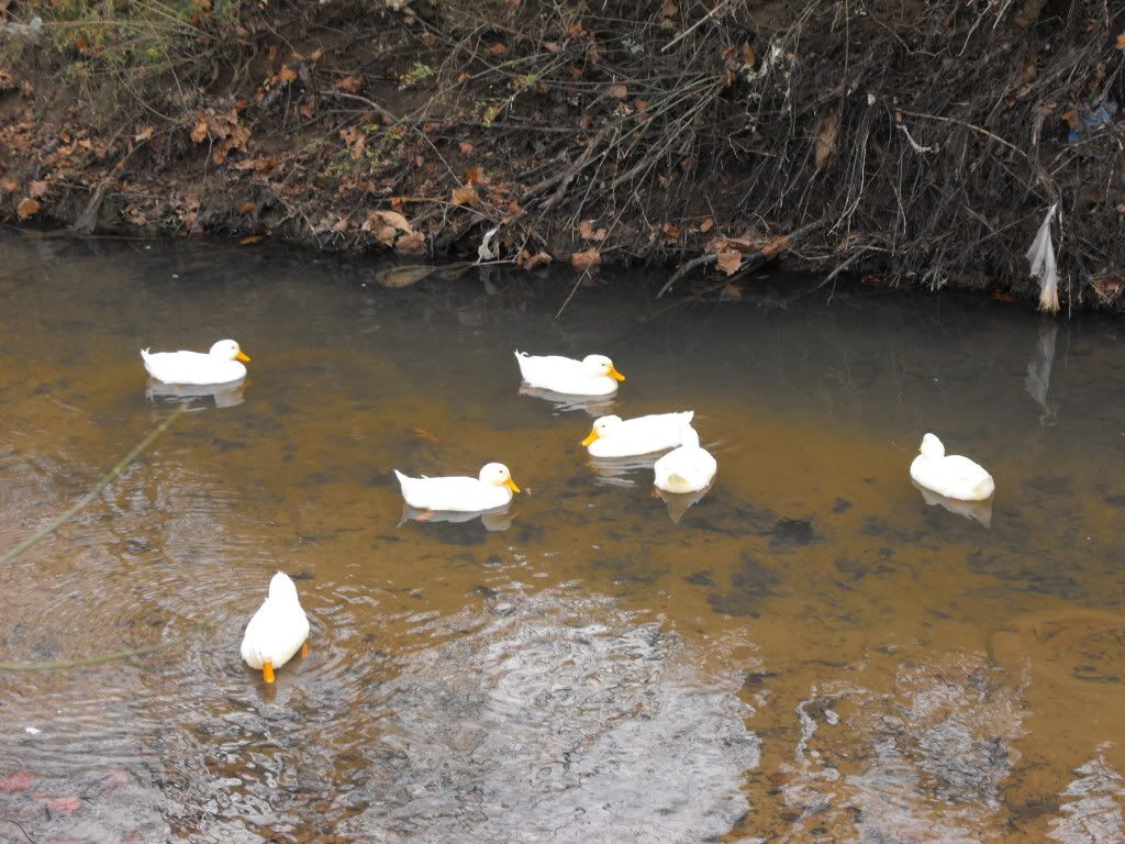 2009_10270034.jpg